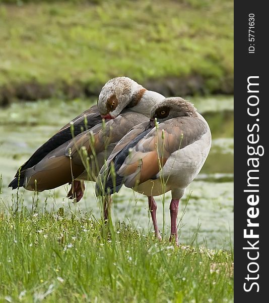 A pair of Egyptian Geese trying to nap. A pair of Egyptian Geese trying to nap.