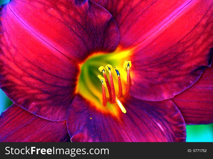 A beautiful spring Day Lily in full bloom