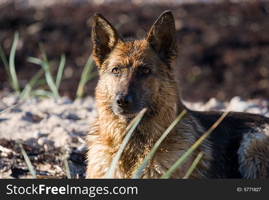 Wet Germany sheep-dog laying on the sand. Wet Germany sheep-dog laying on the sand