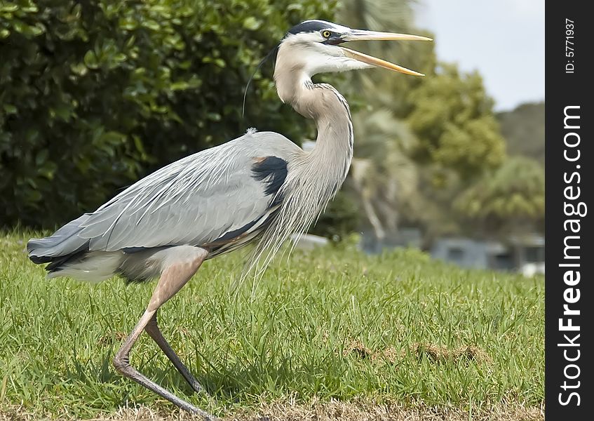 A Great Blue Heron in Florida.