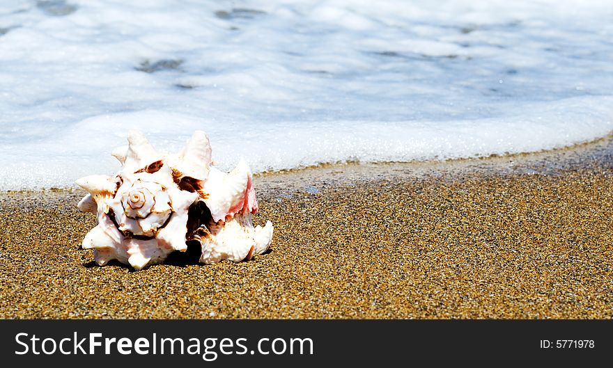 Beautiful Shell on the seaside