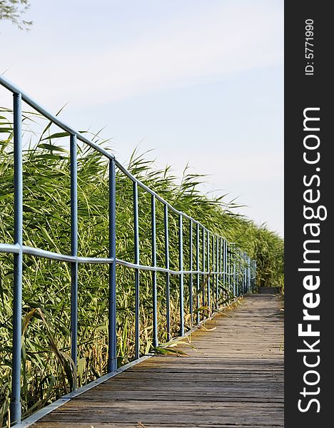 Wooden footbridge in a lake with reed in the background