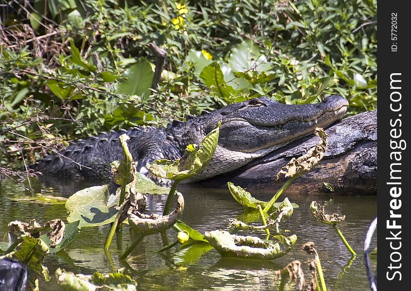 A florida gator resting on a log.