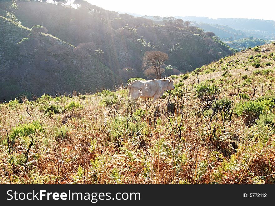 A cow at pasture on mountains