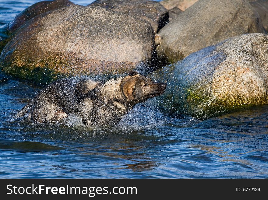 Wet Grermany sheep-dog shaking off  sea water. Wet Grermany sheep-dog shaking off  sea water