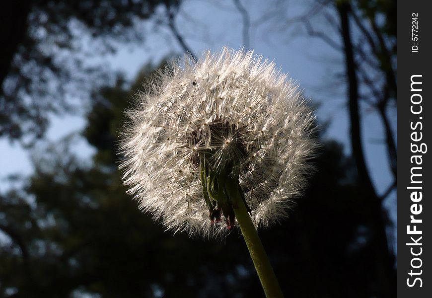 Blowball in front of the sky