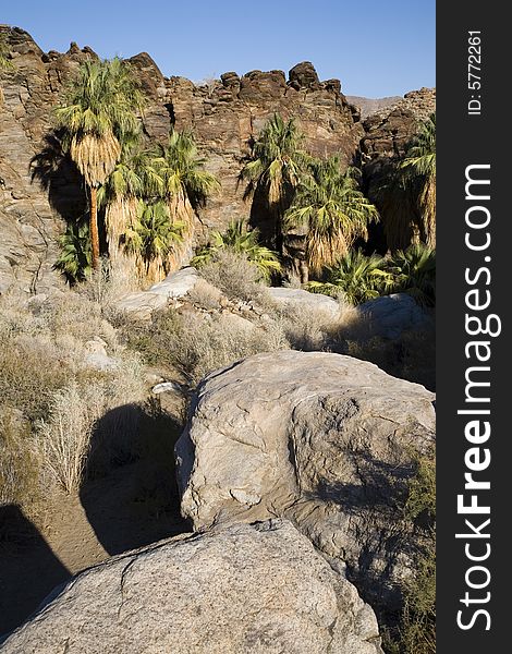 Palm Springs oasis with palm trees, cliffs, and large boulders. Palm Springs oasis with palm trees, cliffs, and large boulders.