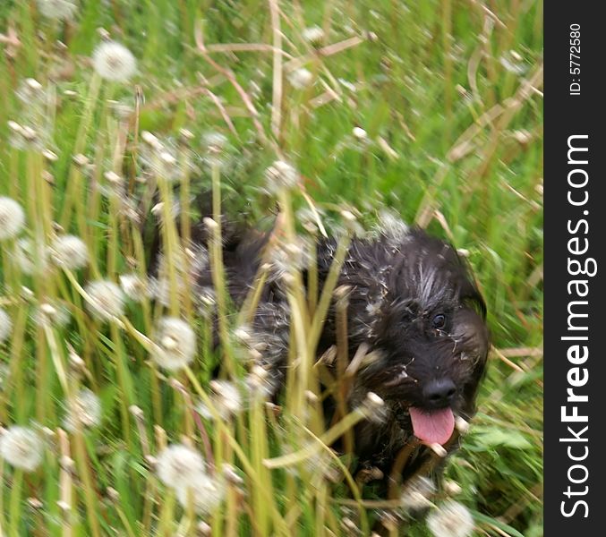 Furry dog running across the dense meadow. Furry dog running across the dense meadow