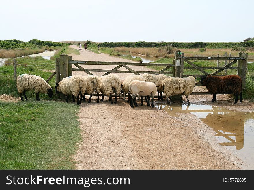 Sheep waiting at the gate. Sheep waiting at the gate