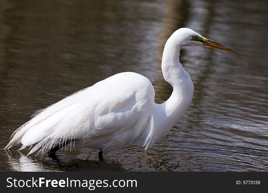 Great white egret walks on a shallow lake in search of standing gaping fish. Great white egret walks on a shallow lake in search of standing gaping fish