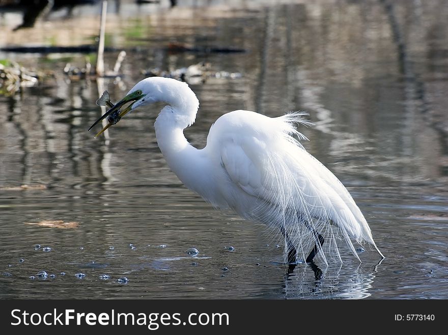 Great white egret got fish in a lake. Great white egret got fish in a lake