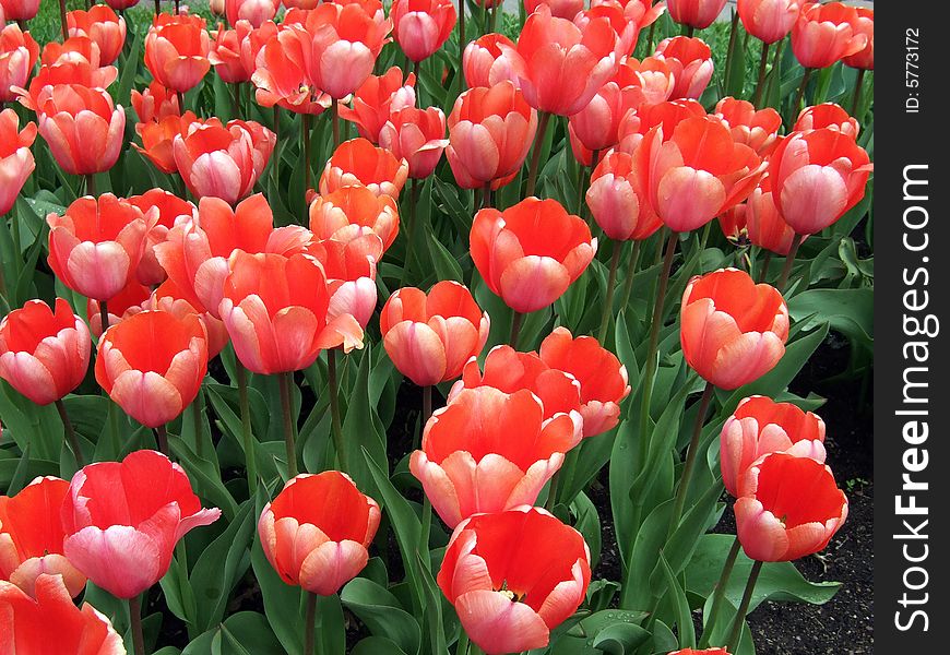 Field of bright red tulips on dark green background