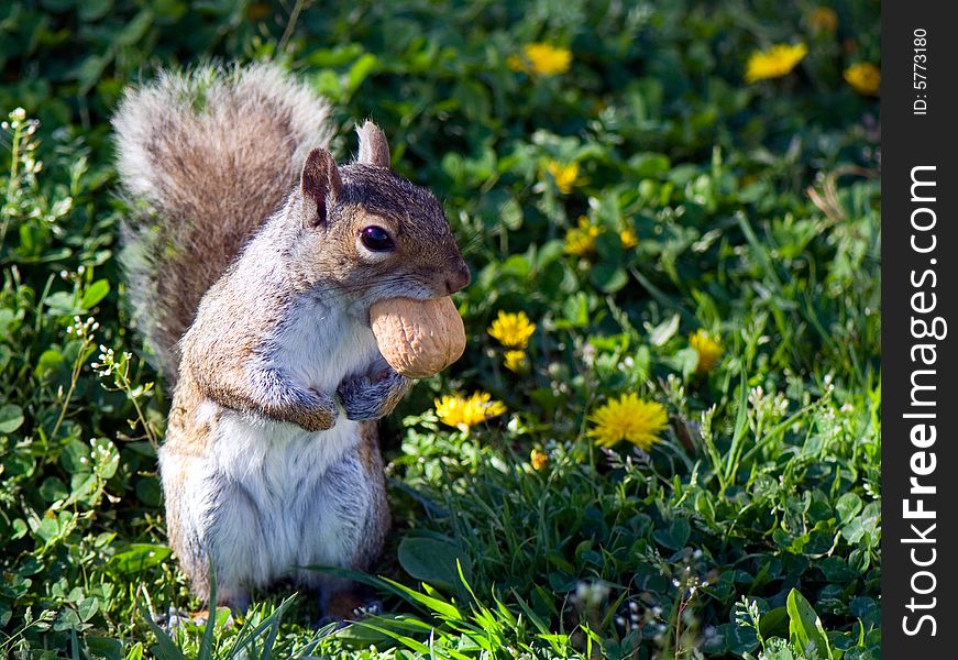 Squirrel stands on back paws on the ground  with a walnut in the mouth and looks where to hide a nut