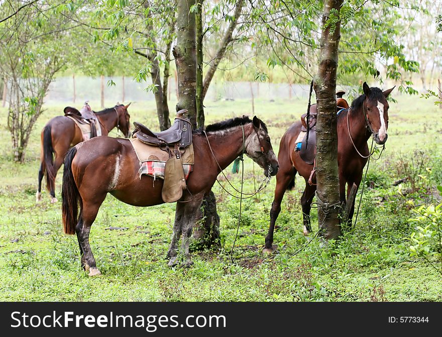 Horses tied up to trees in a green pasture. Horses tied up to trees in a green pasture