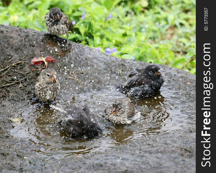 Small birds playing in a refreshing bird bath