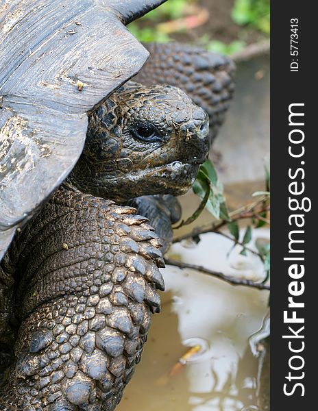 Close up Giant Galapagos Tortoise - Head Shot; on Santa Cruz Island