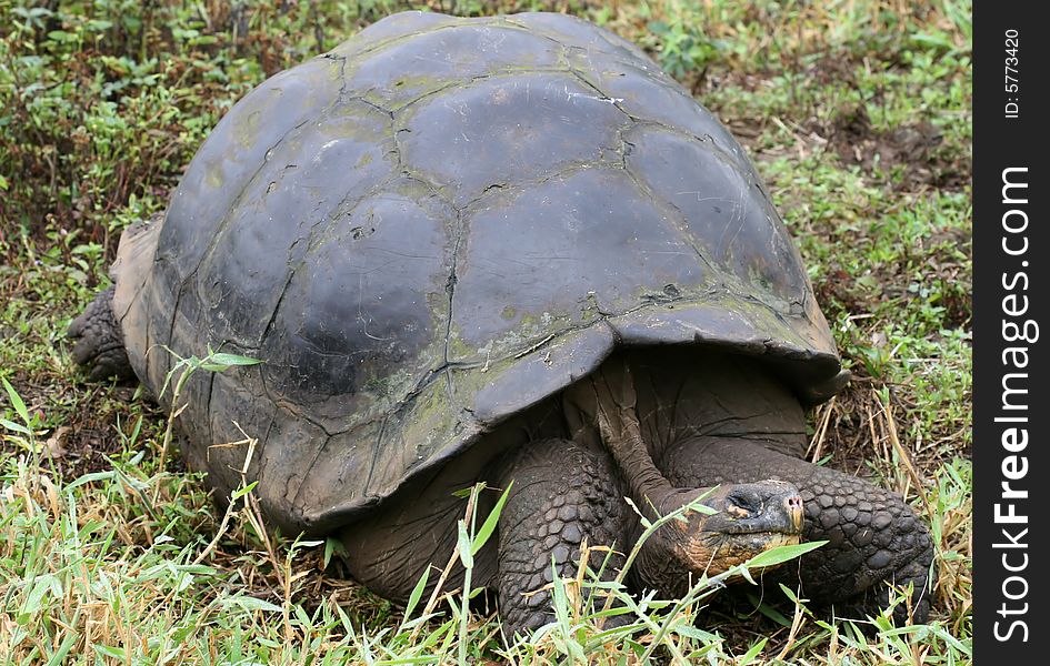 Giant Galapagos Tortoise on Santa Cruz Island