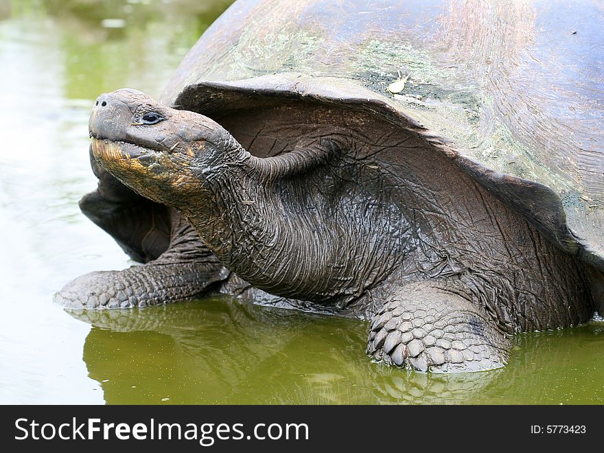 Close up Giant Galapagos Tortoise on Santa Cruz Island