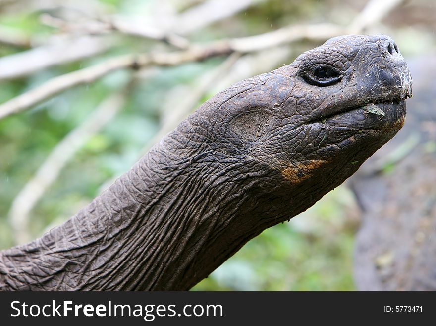 Close up Giant Galapagos Tortoise