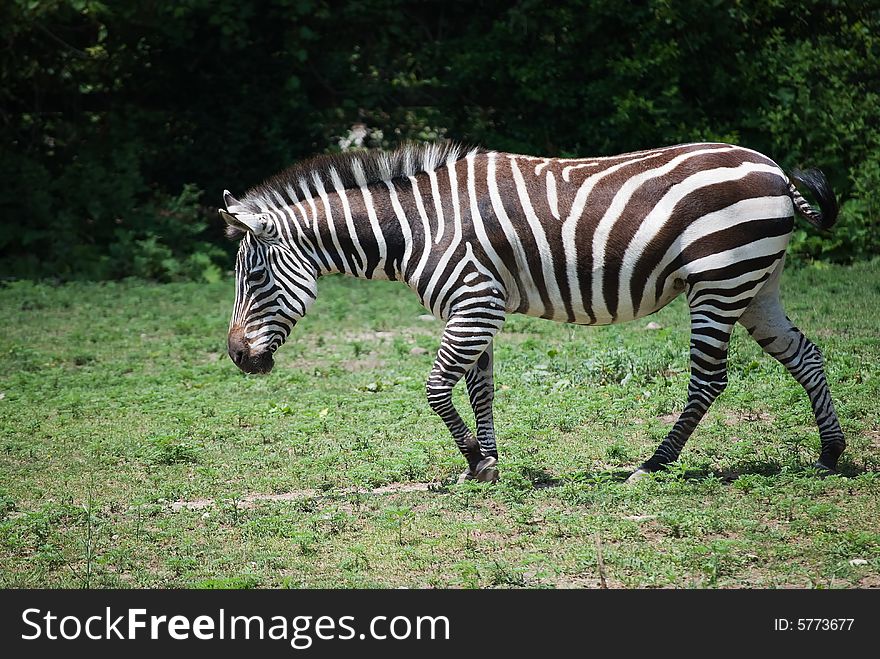 Zebra walking through a grassy plain