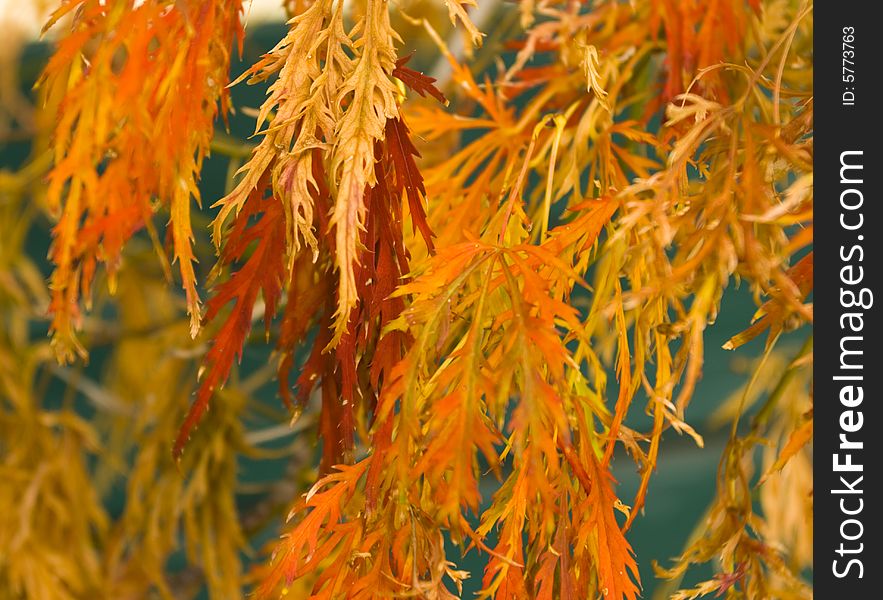 Colorful japanese maple tree leaves in autumn. Colorful japanese maple tree leaves in autumn