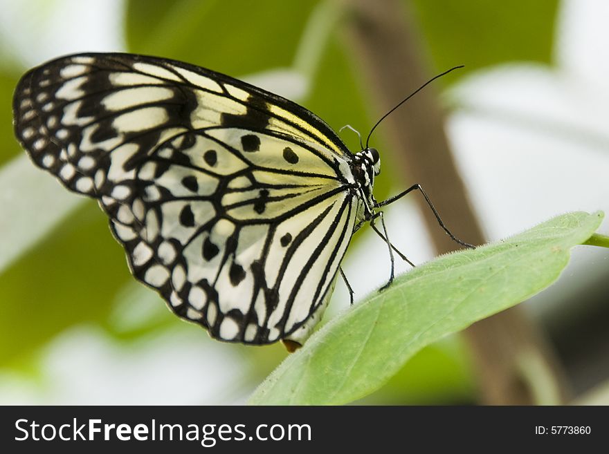 A Tree Nymph Butterfly on a leaf.