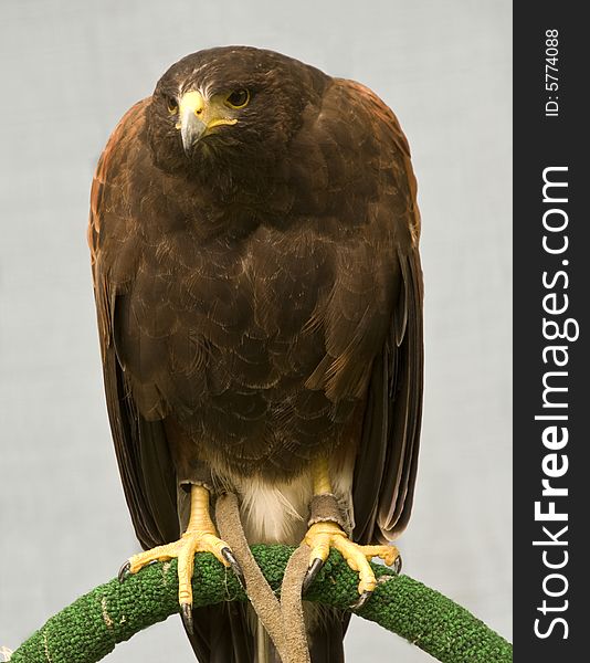 The Harris Hawk is a medium large bird of prey.