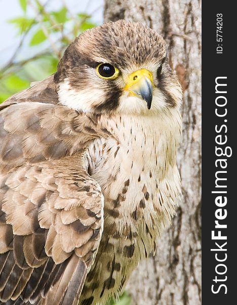 A closeup of a Kestrel falcon.