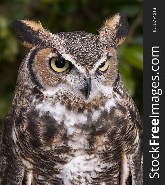 Horned Owl.