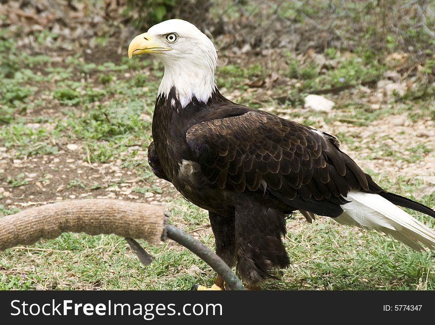 The Bald Eagle standing