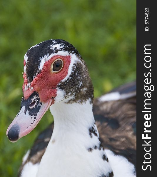 Close up head shot of a muscovy duck.