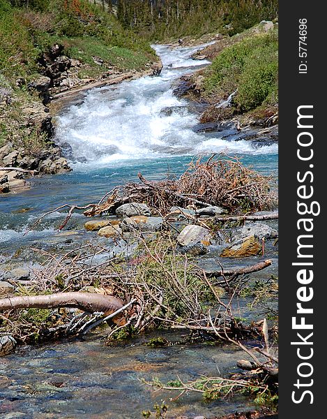 Drift tree branches in a creek in glacier national park, montana, usa. Drift tree branches in a creek in glacier national park, montana, usa