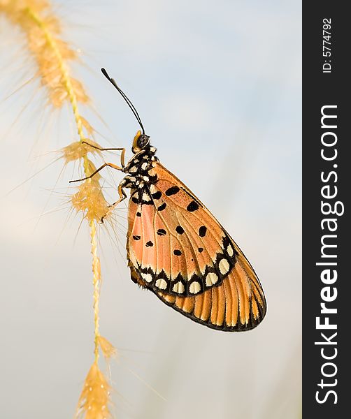 A tawny coaster butterfly with dew encrusted folded wings  thawing and warming up on a drenched grass flower in the cold early morning