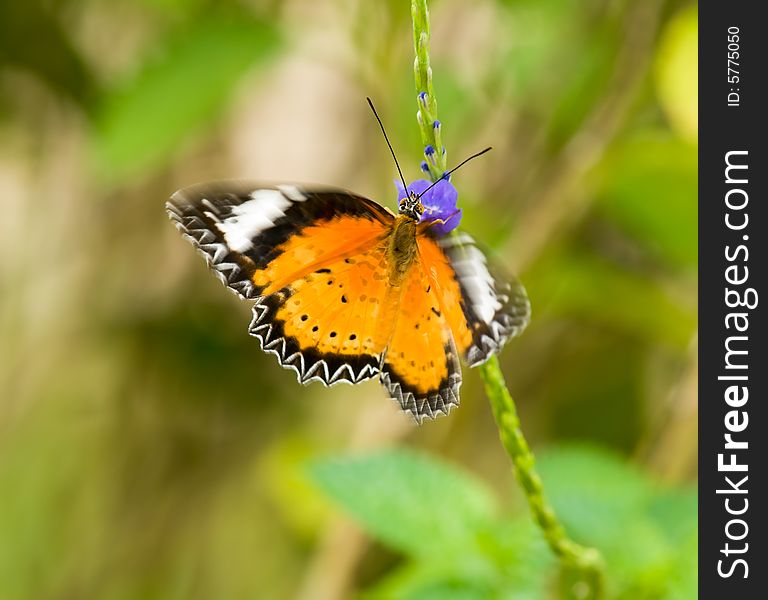 Constantly fluttering male Leopard Lacewing Butterfly feeding on the blue flowers of the common snakeweed. Constantly fluttering male Leopard Lacewing Butterfly feeding on the blue flowers of the common snakeweed