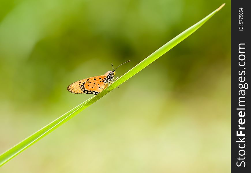 Butterfly On Grass