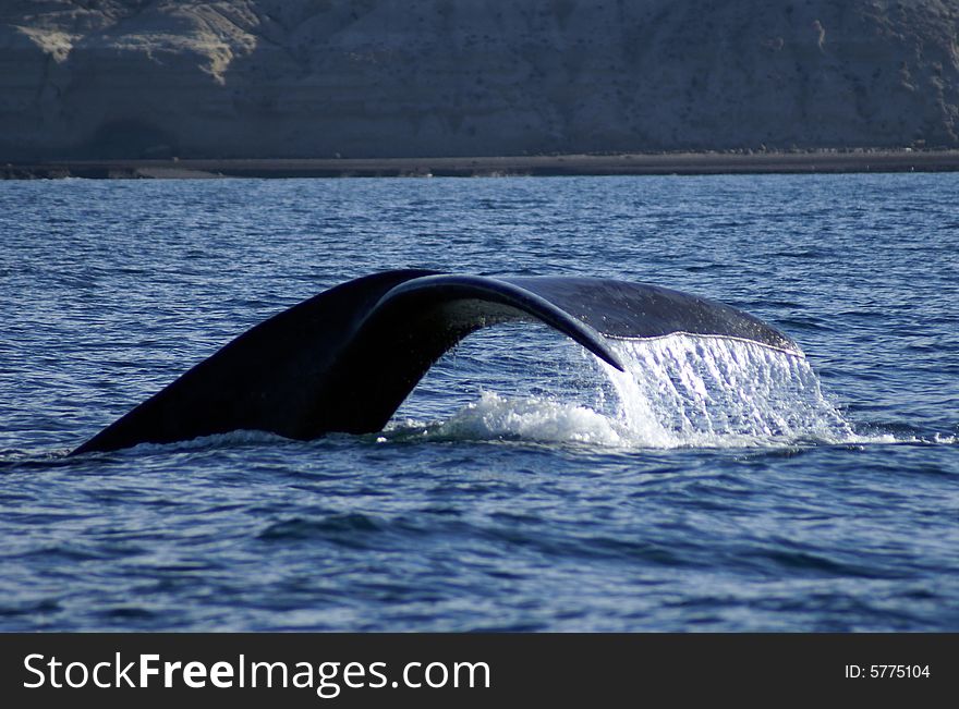 Right whale tail while swimming in the ocean