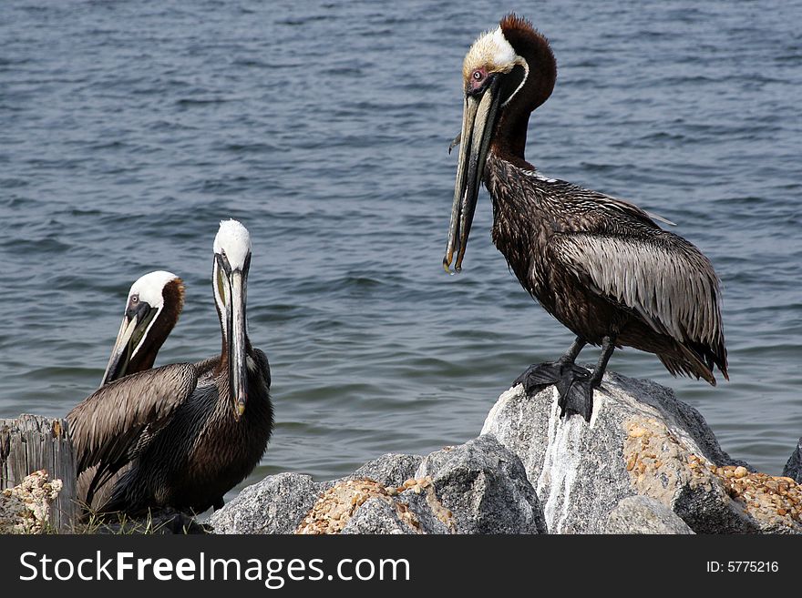 Pelicans sitting on some rocks in the ocean on a hot summers day. Pelicans sitting on some rocks in the ocean on a hot summers day.