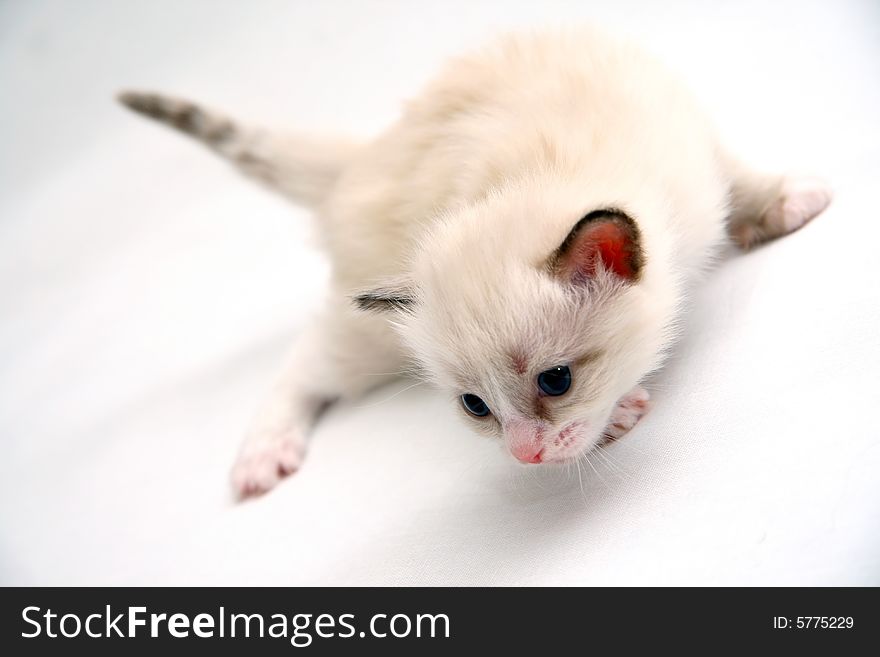 Small kitty on clean white background