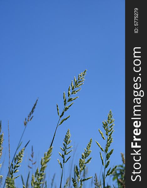 Detail of wild plants stretching up into the clear blue sky. Detail of wild plants stretching up into the clear blue sky