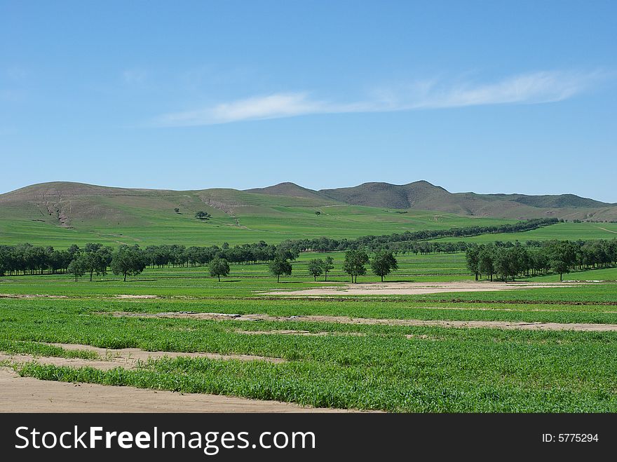 This is the grasslands of bashang,from north of china