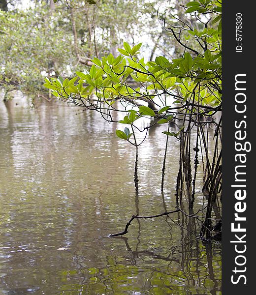 Leaves of a mangrove tree in a wetlands at low tide. Leaves of a mangrove tree in a wetlands at low tide