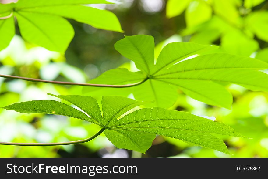 Underside of multi lobe leaves illuminated from the top. Underside of multi lobe leaves illuminated from the top