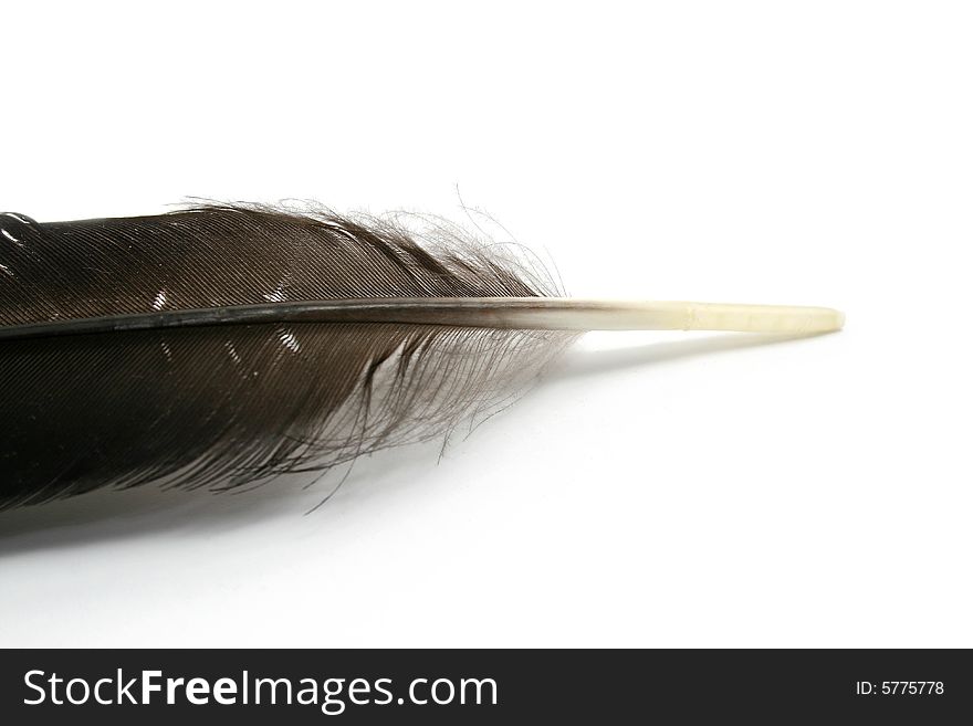 A feather isolated on white background