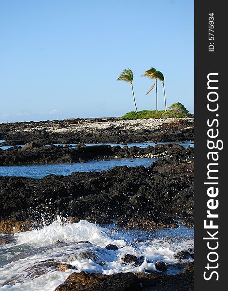 Palm trees on the Kohala Coast, Big Island Hawaii. Palm trees on the Kohala Coast, Big Island Hawaii