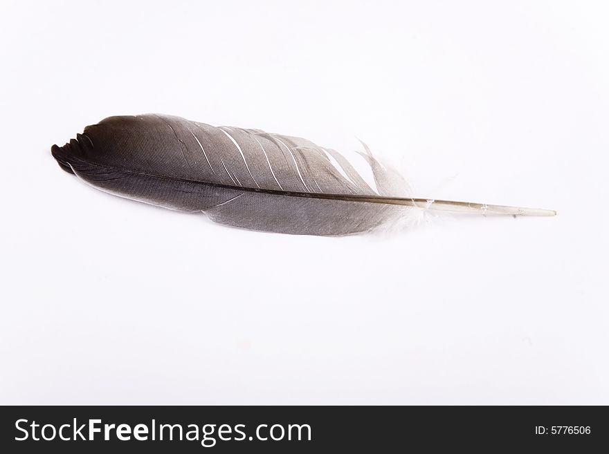 Single feather on white background
