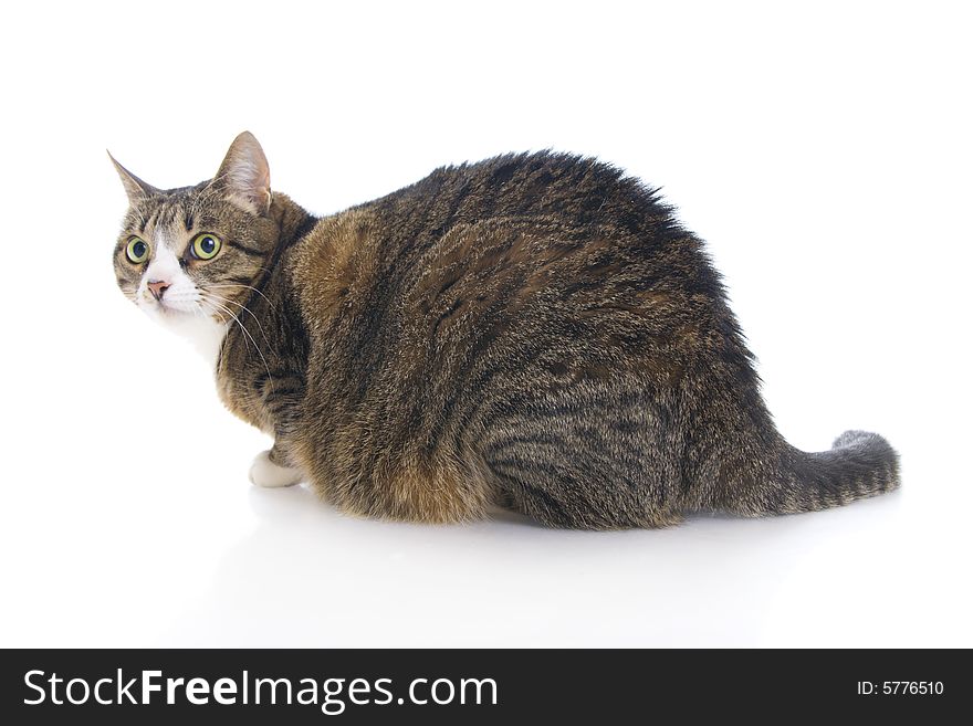 Beautiful Cat Isolated On A White