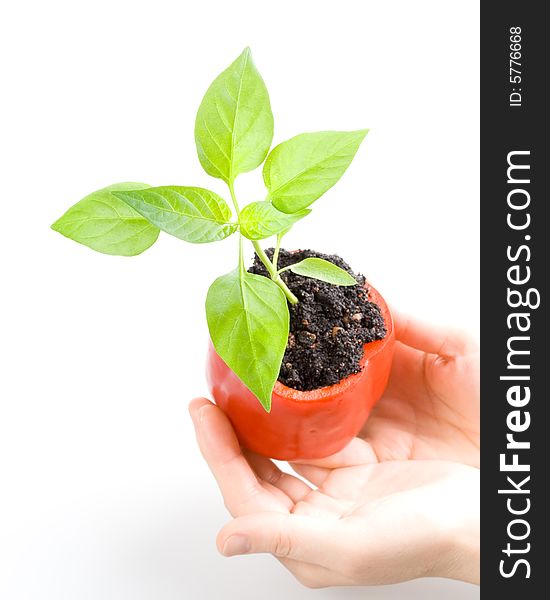 Transplant of a tree in a pot from fresh pepper on a white background. Concept for environment conservation.