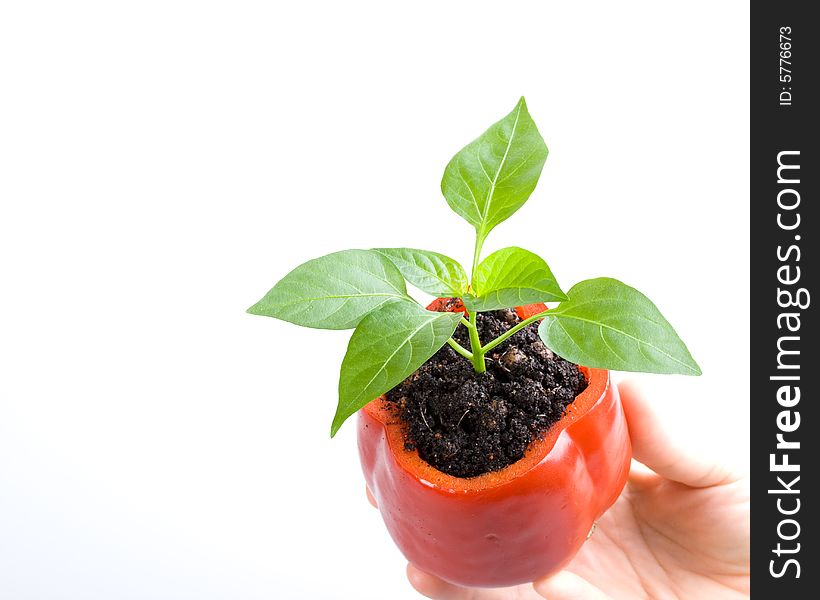 Transplant of a tree in a pot from fresh pepper on a white background. Concept for environment conservation.