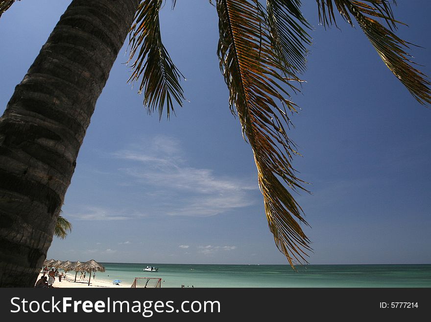 A palm tree scenery at playa ancon , Cuba. A palm tree scenery at playa ancon , Cuba