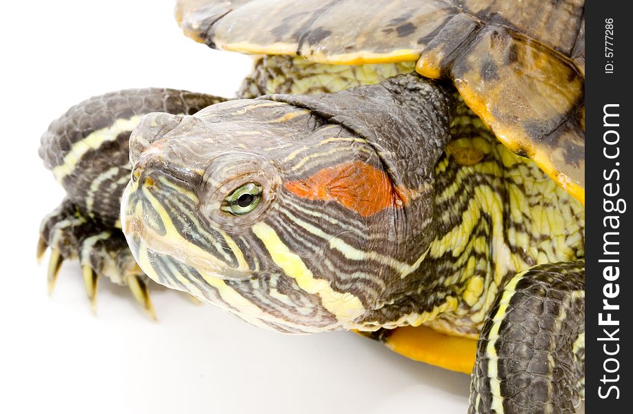 Head and face of a turtle - Pseudemys scripta elegans - close up